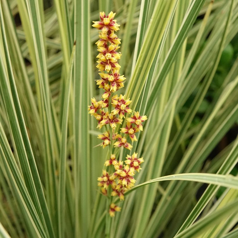 Lomandra longifolia Fan burgundy (Flowering)