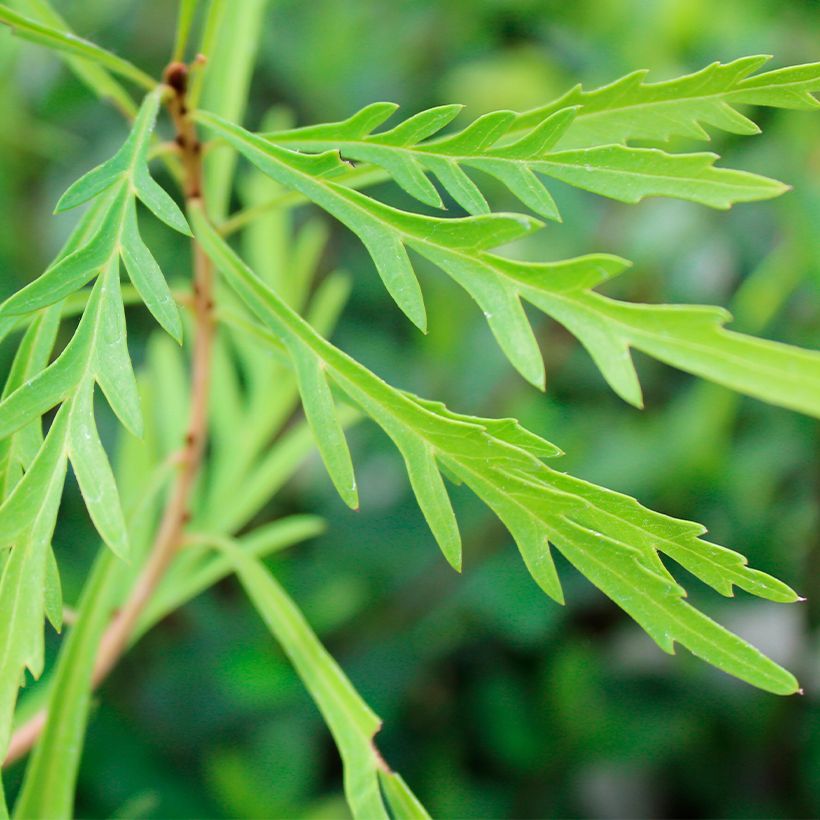Lomatia silaifolia Fan burgundy (Foliage)