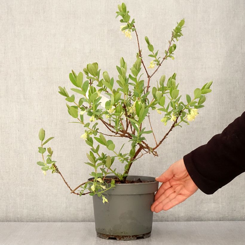 Mirtillo siberiano - Zojka Vaso da 3L/4L, Multifusto esemplare consegnato in primavera