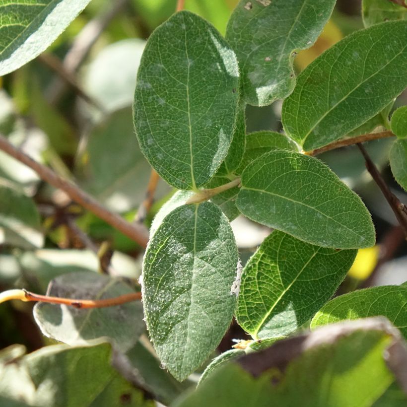 Mirtillo siberiano - Zojka (Fogliame)