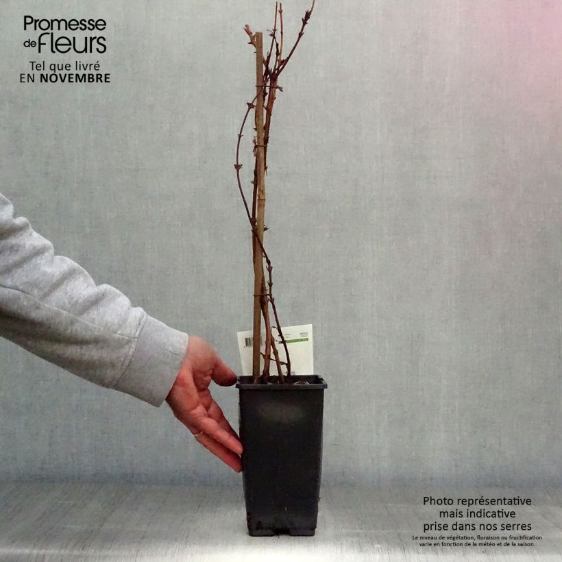 Esemplare di Lonicera kamtschatica - Mirtillo siberiano Vaso da 1,5L/2L come consegnato in autunno