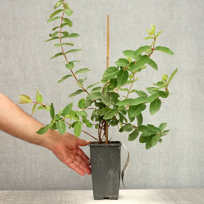 Esemplare di Lonicera kamtschatica - Mirtillo siberiano Vaso da 1,5L/2L consegnato in estate