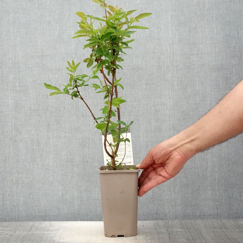 Mirtillo siberiano - Altaj Vaso da 1,5L/2L, A cespuglio esemplare consegnato in primavera