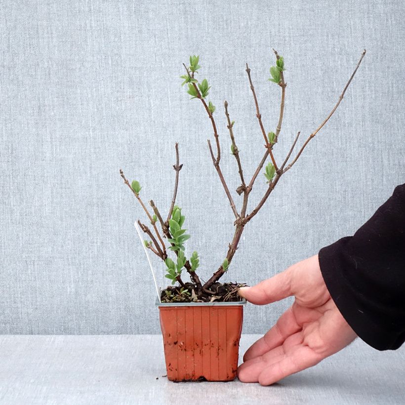 Example of Mirtillo siberiano - Blue Velvet Vasetto da 8/9 cm as you get in printemps