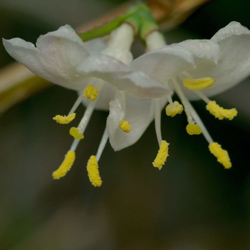Lonicera fragrantissima - Caprifoglio odoroso (Flowering)