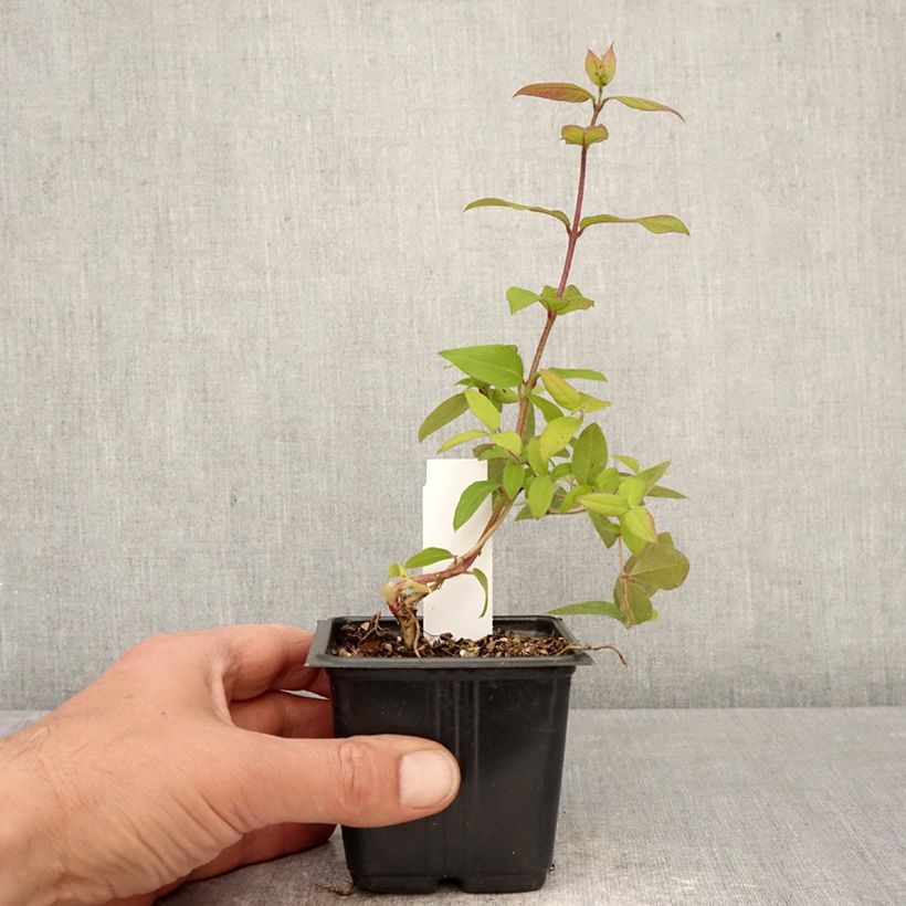Lonicera fragrantissima - Caprifoglio odoroso Vasetto da 8/9 cm esemplare consegnato in primavera