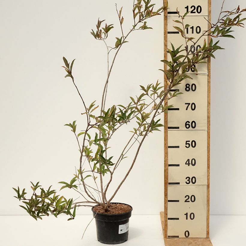 Esemplare di Lonicera involucrata var. ledebourii - Caprifoglio Vaso da 4L/5L consegnato in estate