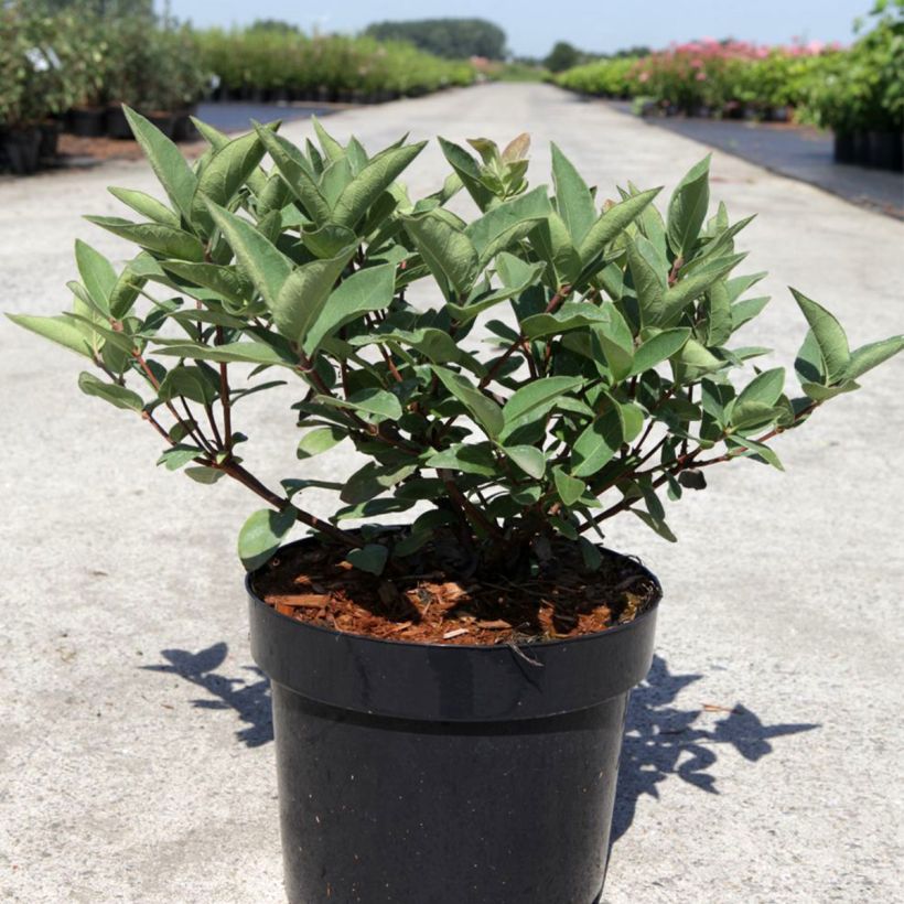 Mirtillo siberiano - Blue Velvet (Plant habit)