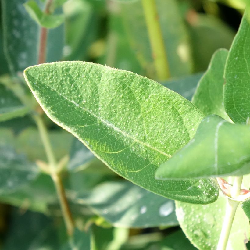 Mirtillo siberiano - Kalinka (Foliage)