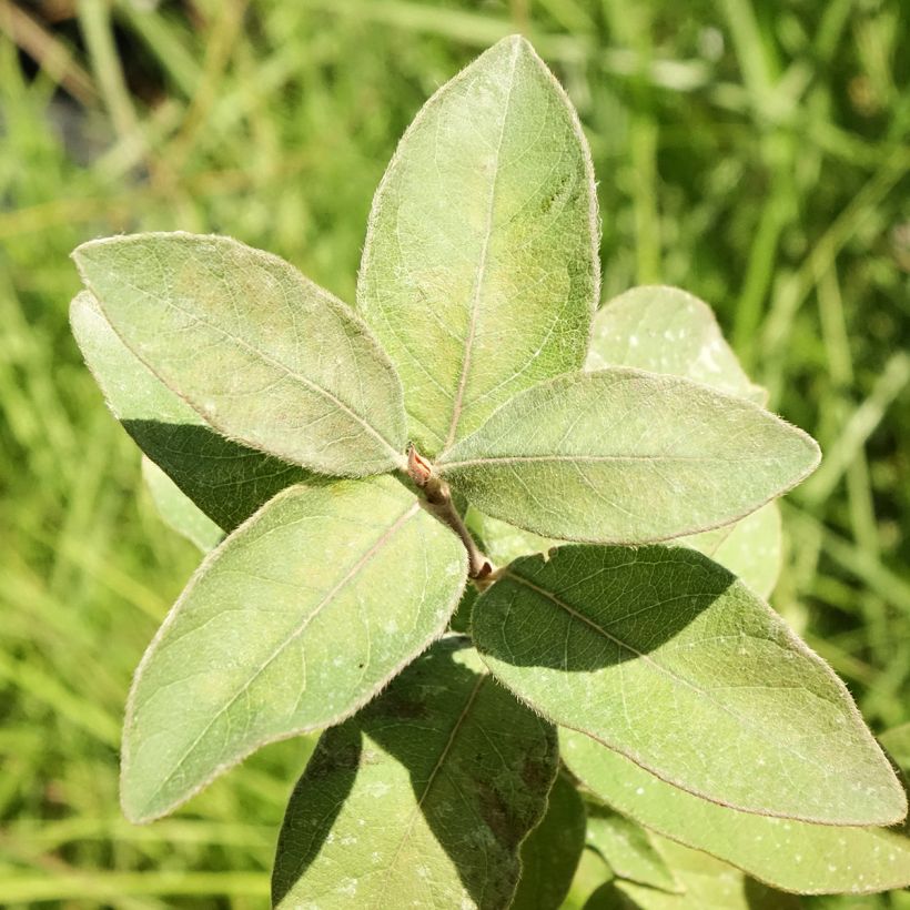 Mirtillo siberiano - Kiev (Fogliame)