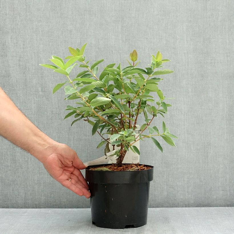 Esemplare di Mirtillo siberiano - Sweet Myberry 'Borealis' Vaso da 3L/4L, A cespuglio consegnato in estate