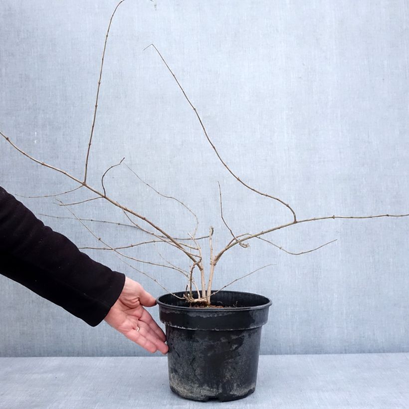 Lonicera maackii - Chèvrefeuille de Maack Pot de 4L/5L esemplare consegnato in inverno