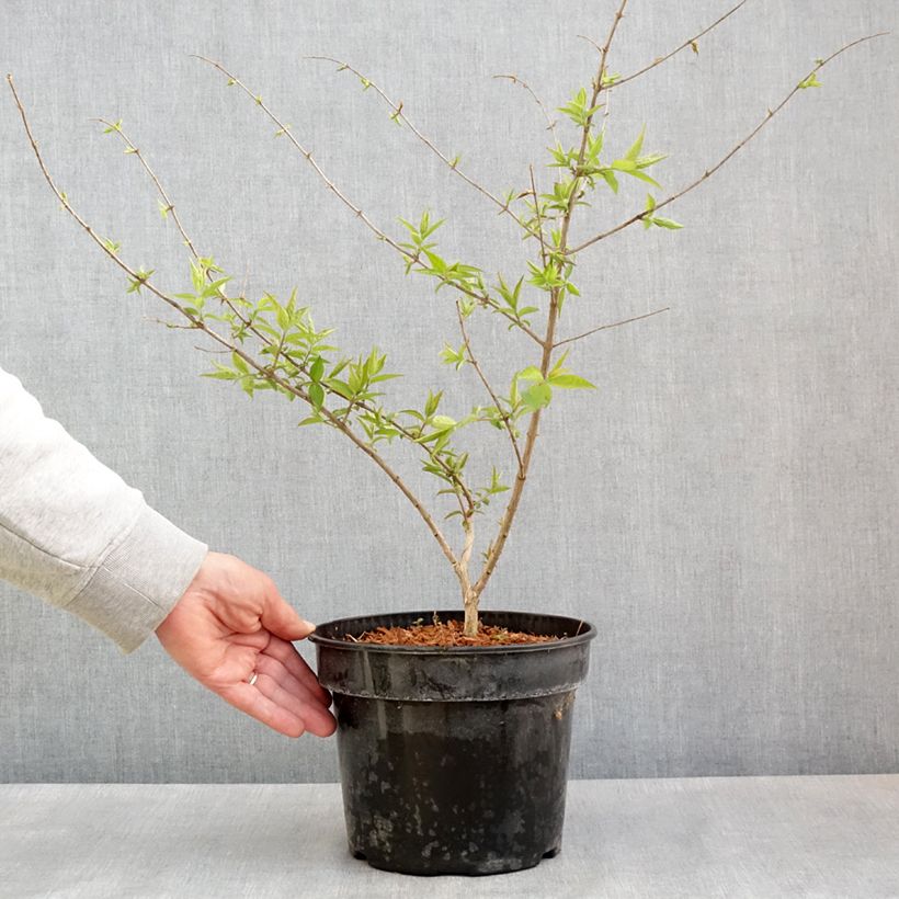 Lonicera maackii Vaso da 4L/5L esemplare consegnato in primavera