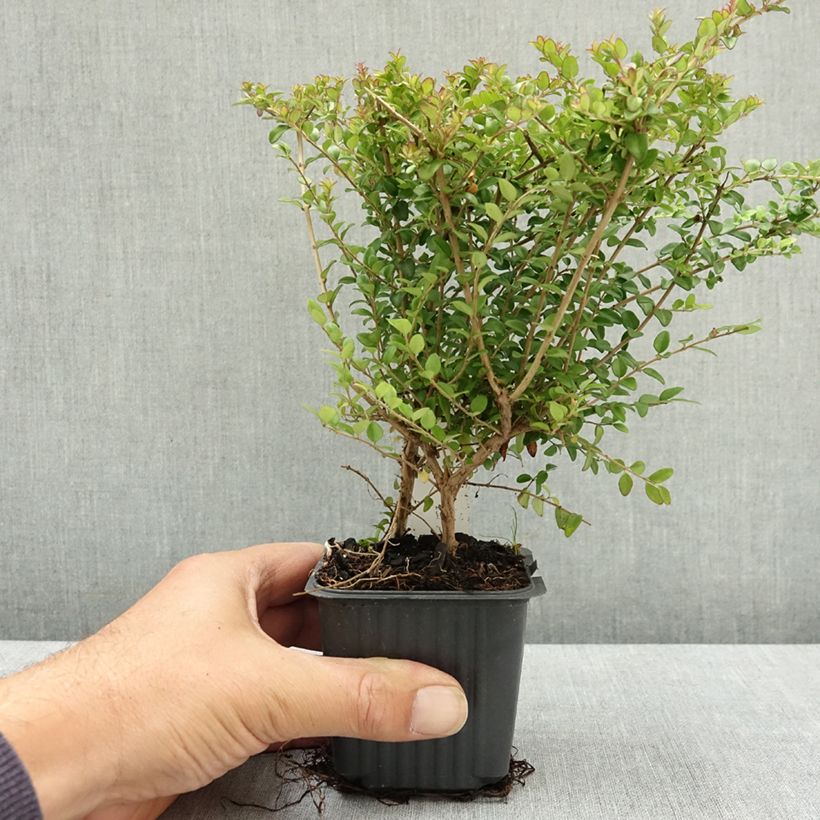 Esemplare di Lonicera nitida Ernest Wilson Vasetto da 8/9 cm consegnato in estate