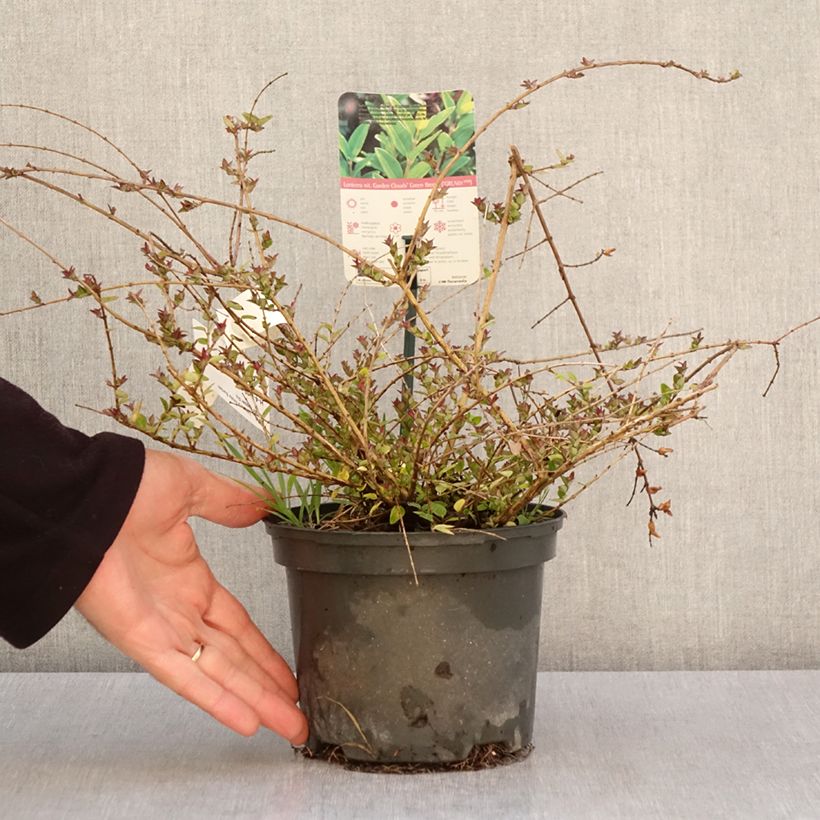 Example of Lonicera nitida Garden Clouds Copper Glow Vaso da 2L/3L as you get in printemps