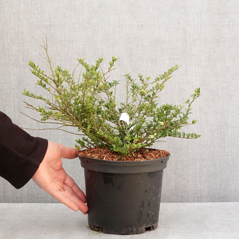 Lonicera nitida Garden Clouds Green Breeze Vaso da 4L/5L esemplare consegnato in inverno