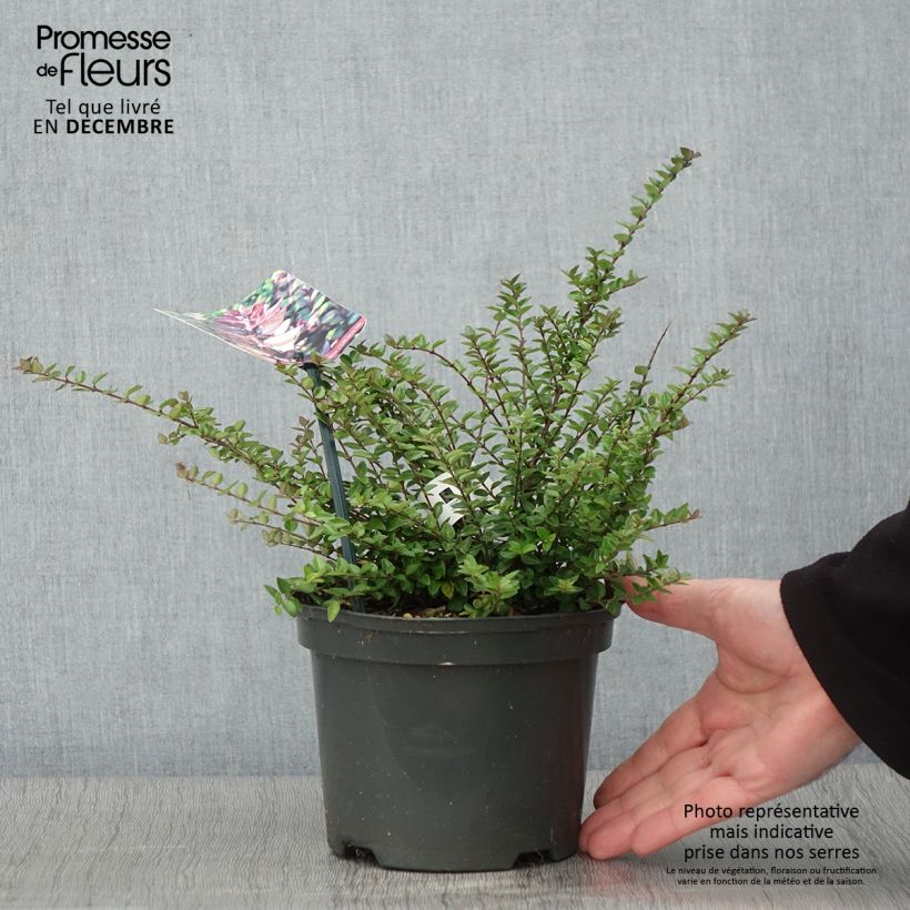 Esemplare di Lonicera nitida Garden Clouds Purple Storm - Chèvrefeuille arbustif Pot de 2L/3L come consegnato in autunno