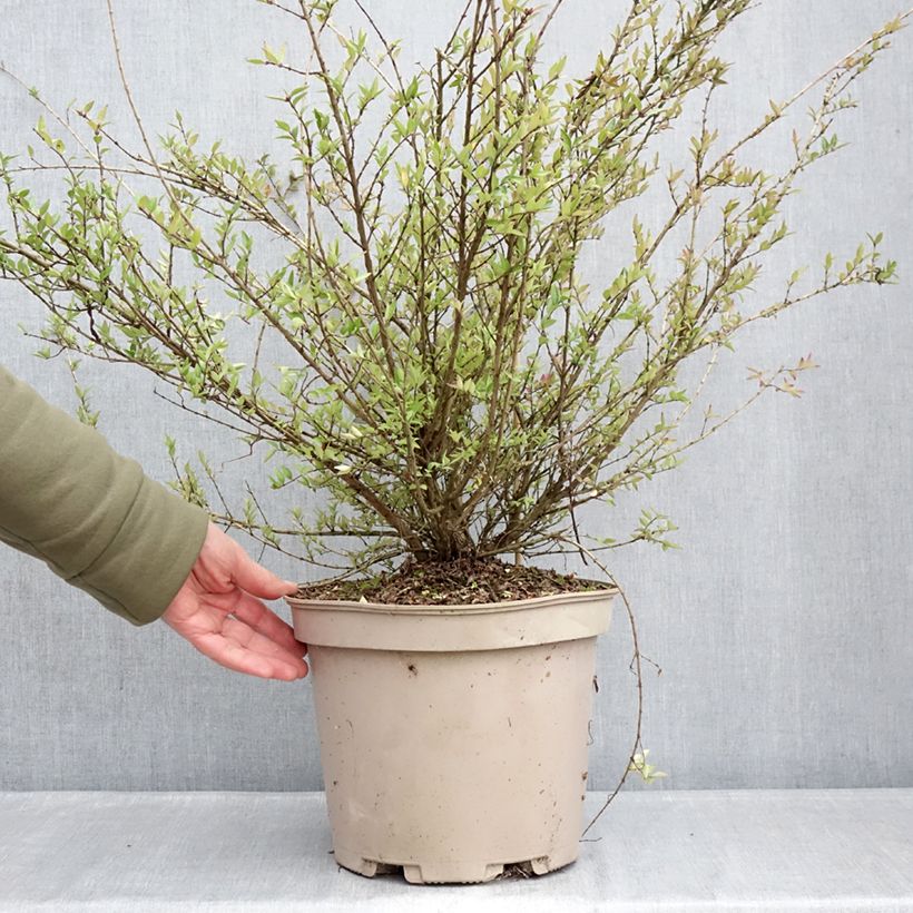 Lonicera nitida Purple Storm Vaso da 7,5L/10L esemplare consegnato in inverno