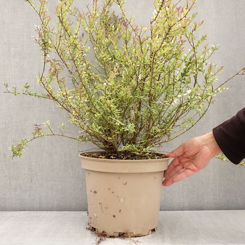 Lonicera nitida Purple Storm Vaso da 7,5L/10L esemplare consegnato in primavera