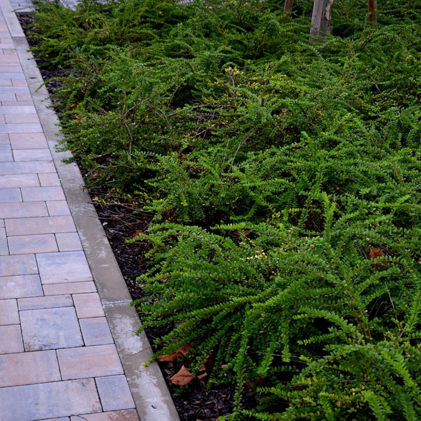 Lonicera nitida Hohenheimer Findling (Plant habit)