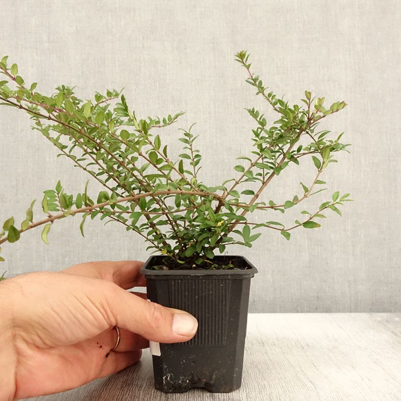 Esemplare di Lonicera nitida Hohenheimer Findling Vasetto da 8/9 cm come consegnato in autunno