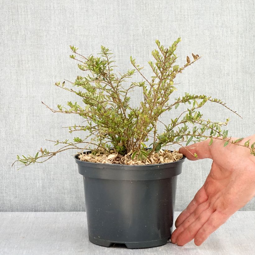 Example of Lonicera nitida Twiggy Vaso da 2L/3L as you get in printemps