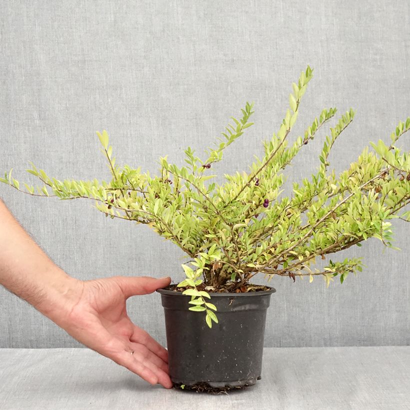 Esemplare di Lonicera pileata - Caprifoglio a cupola Vaso da 2L/3L consegnato in estate