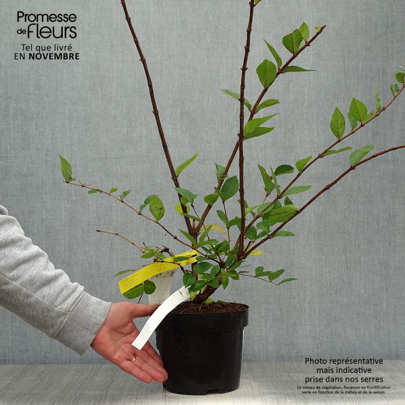 Esemplare di Lonicera purpusii Winter Beauty - Caprifoglio Vaso da 2L/3L come consegnato in autunno