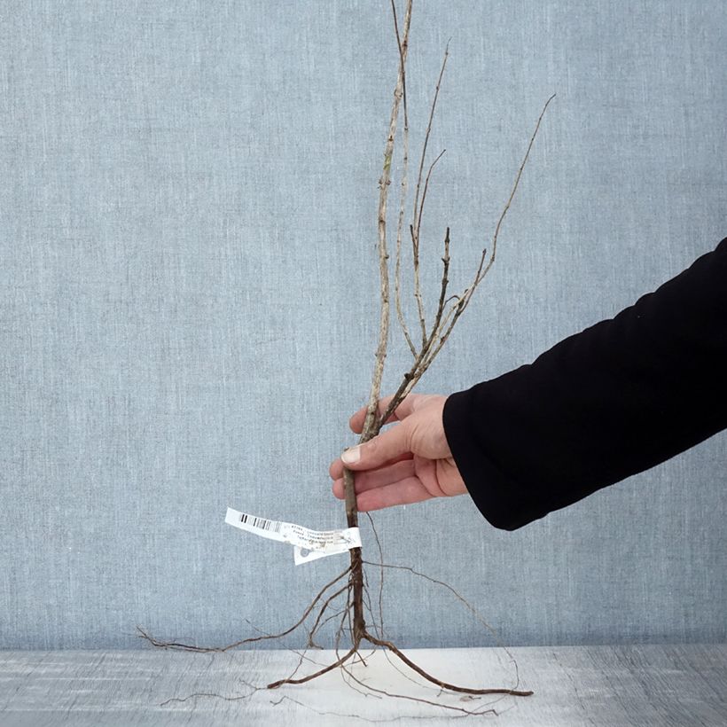 Lonicera tatarica Rosea - Caprifoglio dei Tatari Piante piccole a radice nuda esemplare consegnato in inverno