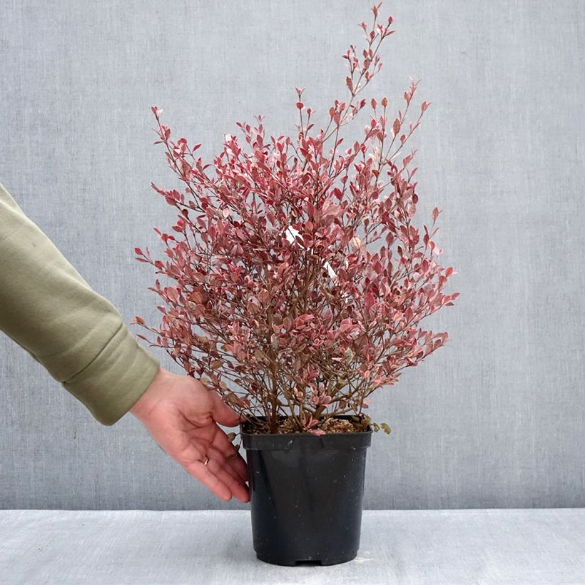 Lophomyrtus Golden dragon Vaso da 3L/4L esemplare consegnato in inverno