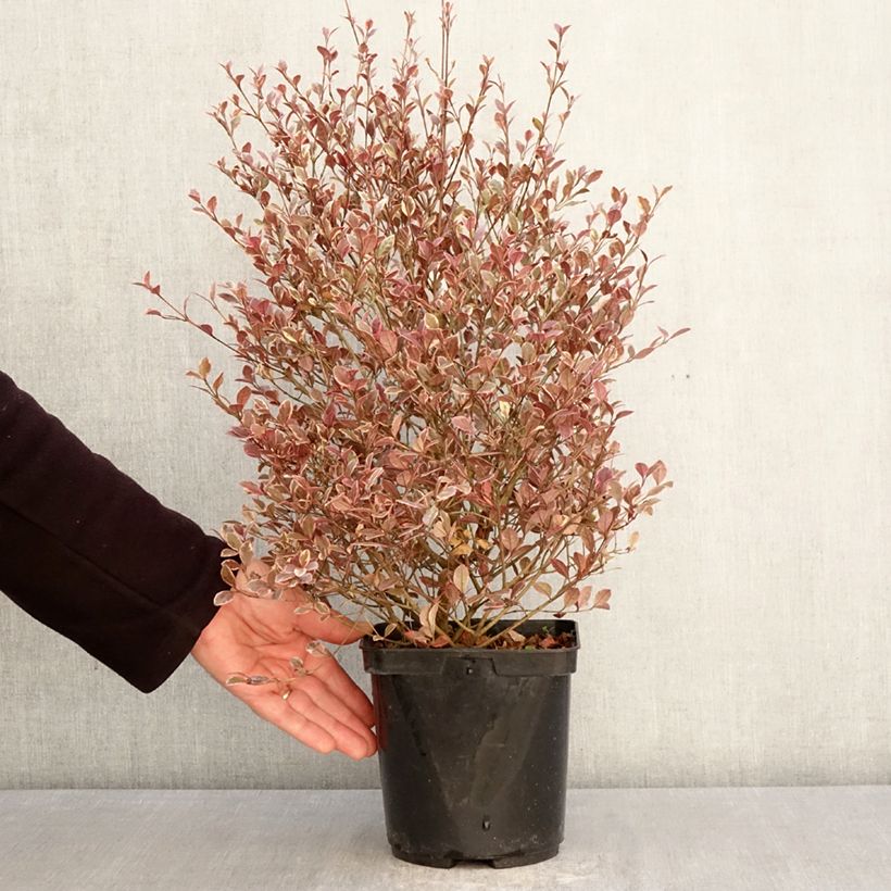 Lophomyrtus Golden dragon Vaso da 3L/4L esemplare consegnato in primavera