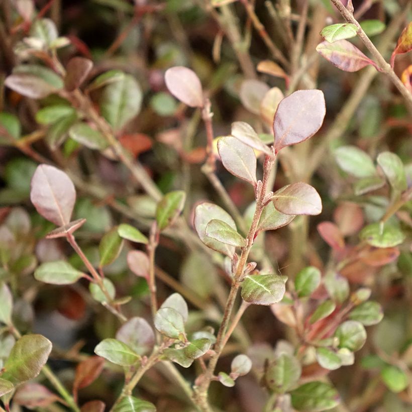 Lophomyrtus Red dragon (Fogliame)