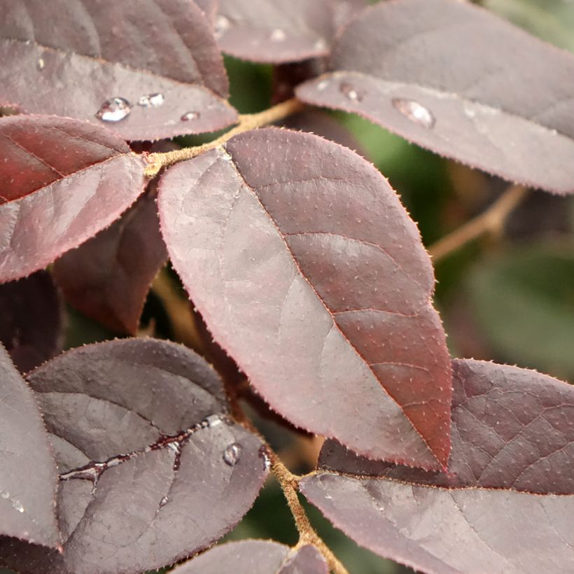 Loropetalum chinense Black Pearl (Foliage)