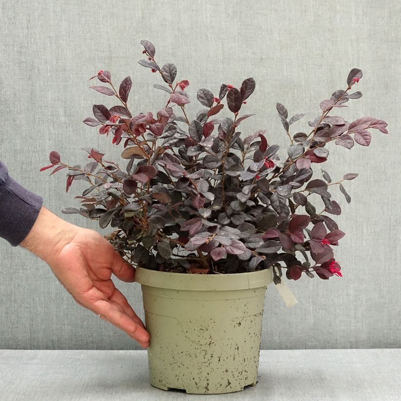 Esemplare di Loropetalum chinense Black Pearl Vaso da 3L/4L consegnato in estate