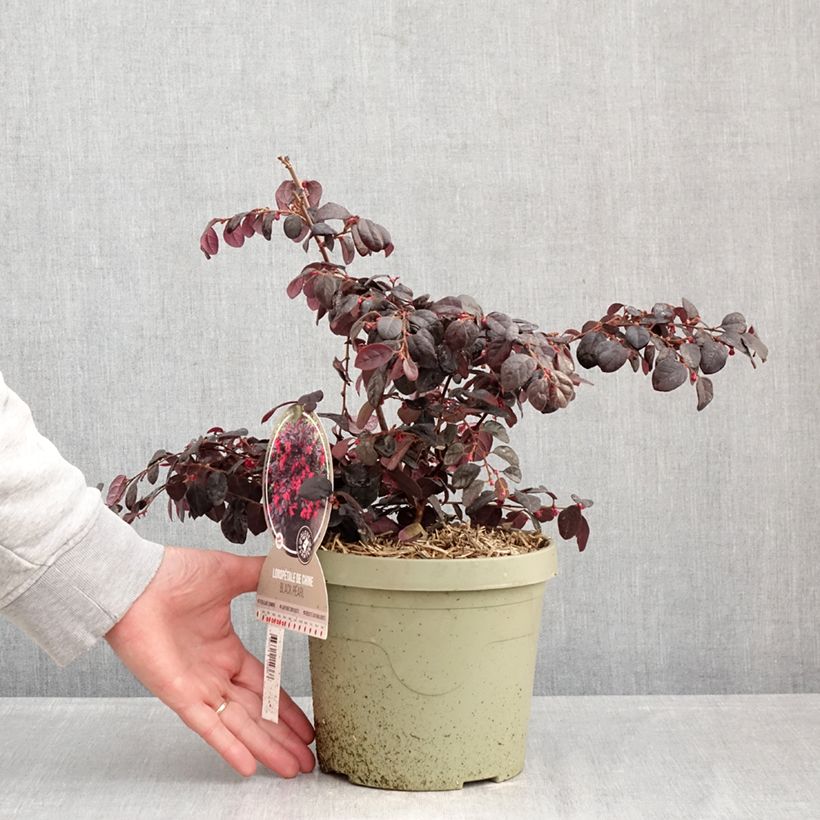 Example of Loropetalum chinense Black Pearl Vaso da 3L/4L as you get in hiver