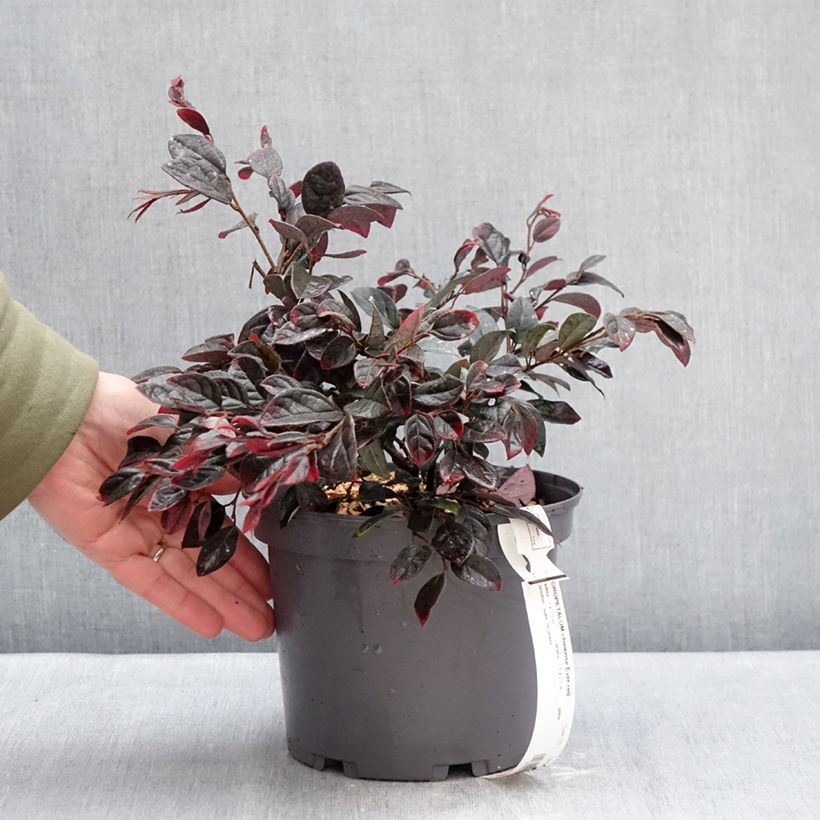 Loropetalum chinense var. rubrum Ever Red Vaso da 3L/4L esemplare consegnato in inverno