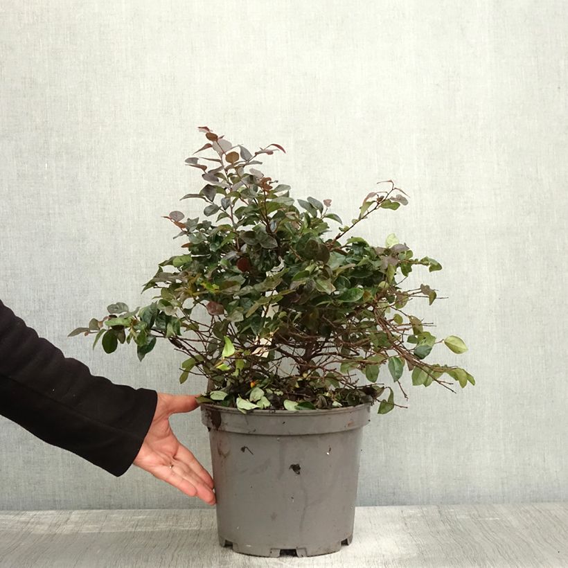 Esemplare di Loropetalum chinense Ever Red Pot de 7,5L/10L come consegnato in autunno