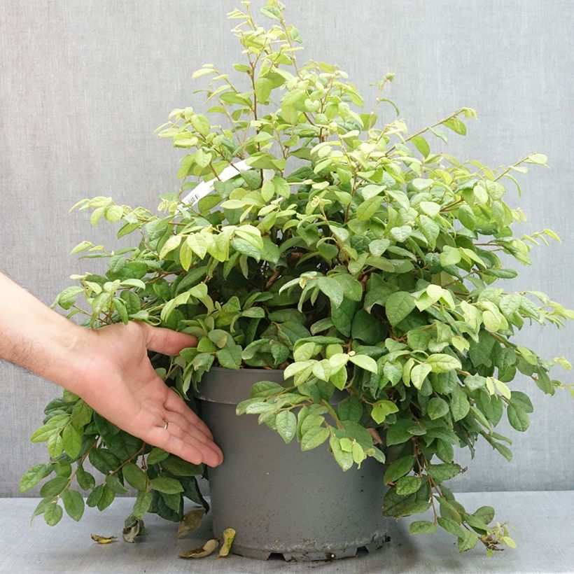 Esemplare di Loropetalum chinense - Loropetalo Vaso da 7,5L/10L consegnato in estate