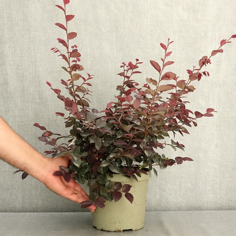 Esemplare di Loropetalum chinense var. rubrum Plum Gorgeous Vaso da 3L/4L consegnato in estate