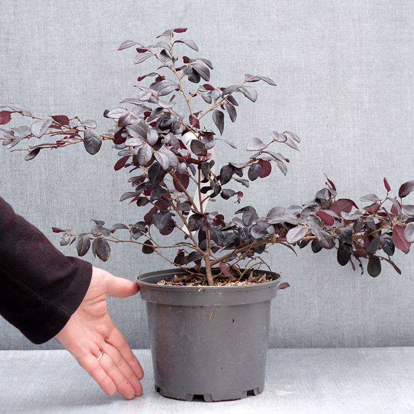 Example of Loropetalum chinense var. rubrum Rouge de la Majorie Vaso da 3L/4L as you get in hiver