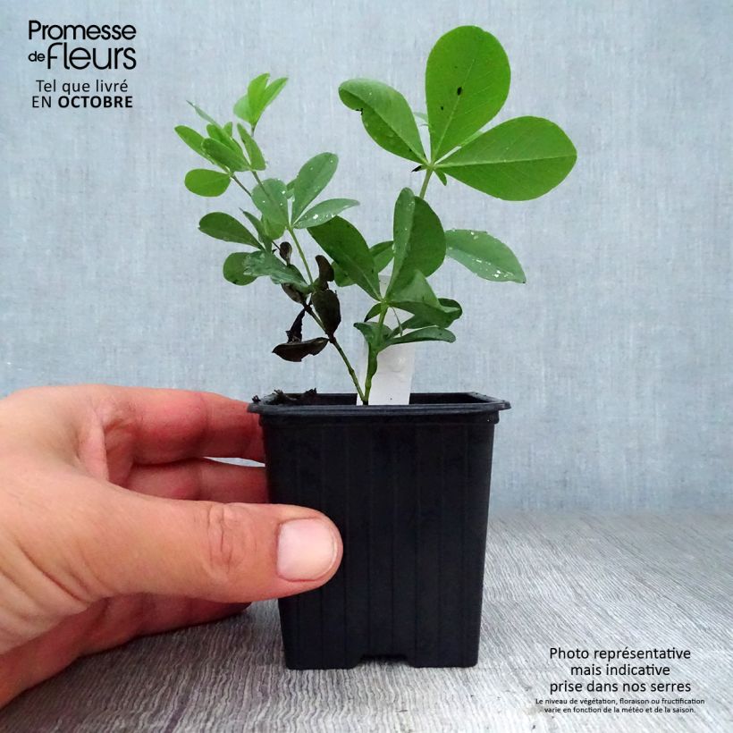 Esemplare di Baptisia australis - Indaco falso blu Vasetto da 8/9 cm come consegnato in autunno