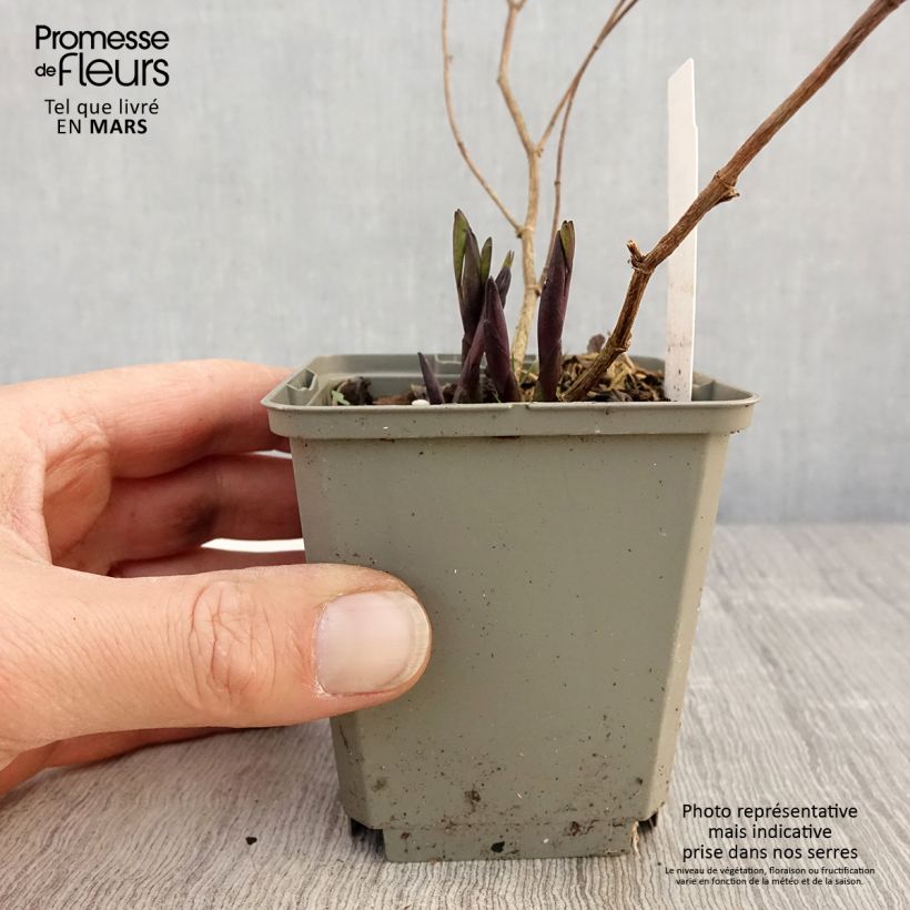 Baptisia Purple Smoke - Indaco falso Vasetto da 8/9 cm esemplare consegnato in primavera