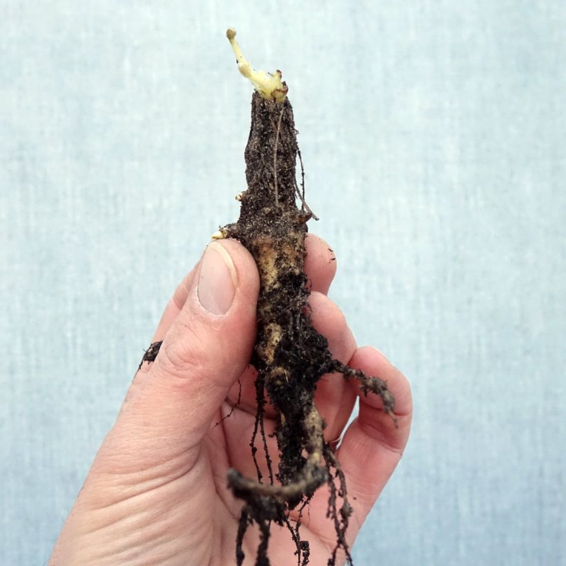 Lupinus The Châtelaine - Lupino Piante piccole a radice nuda esemplare consegnato in inverno