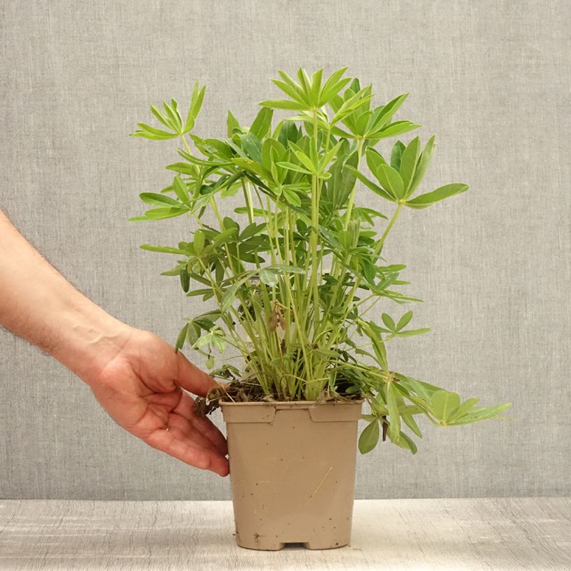 Lupinus Chandelier - Lupino Vaso da 2L/3L esemplare consegnato in primavera