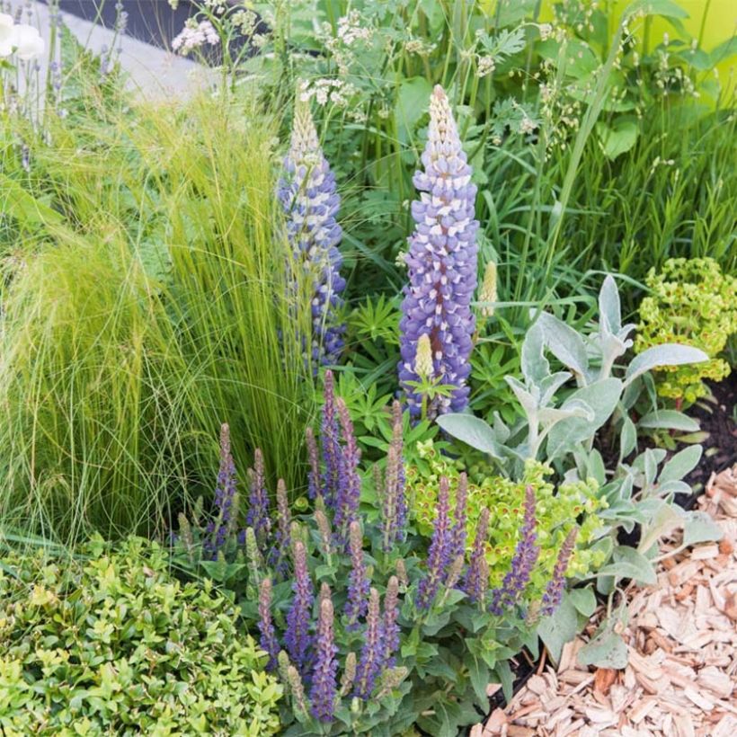 Lupinus The Governor - Lupino (Plant habit)
