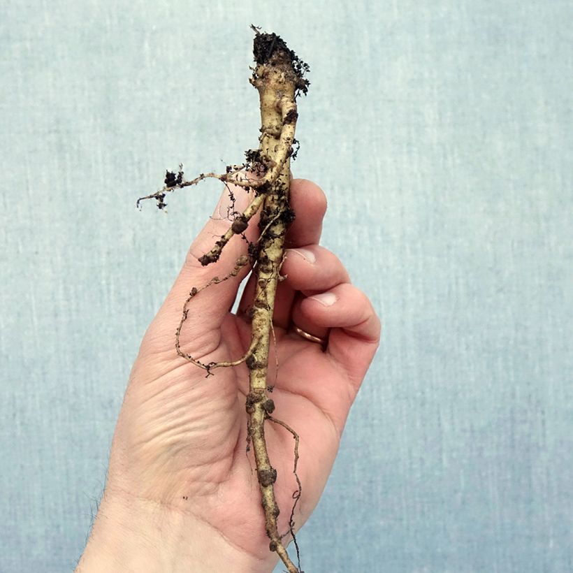 Example of Lupinus My Castle - Lupino Piante piccole a radice nuda as you get in hiver