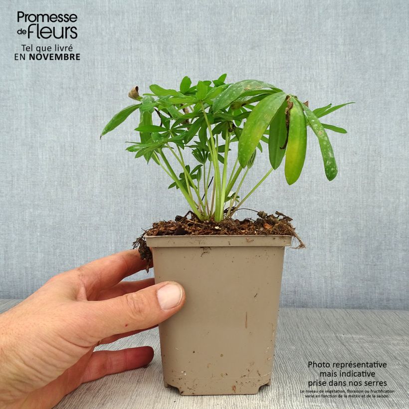 Esemplare di Lupin West Country Terracotta Pot de 10 cm/11cm come consegnato in autunno