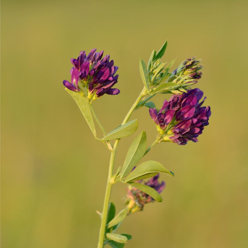 Medicago sativa - Erba medica (Flowering)