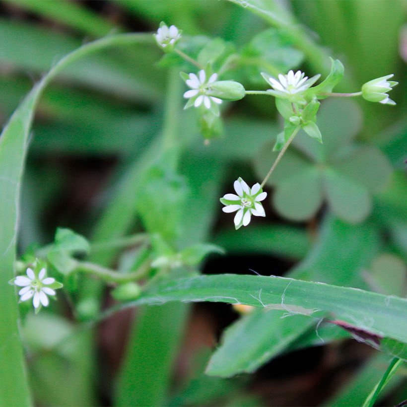 Luzula pilosa - Erba lucciola pelosa (Flowering)