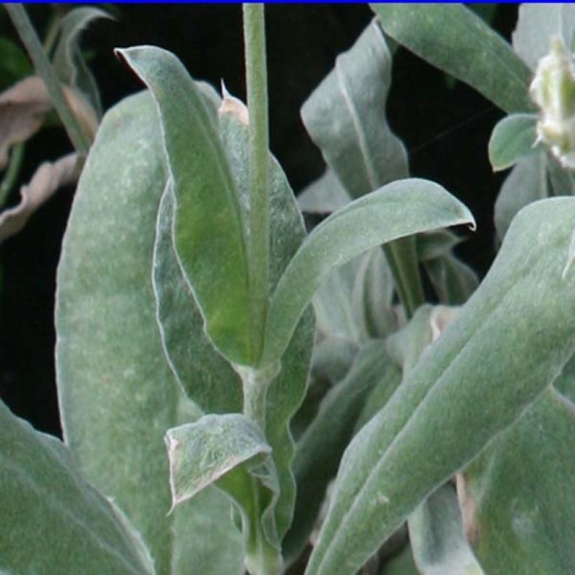 Lychnis coronaria Atrosanguinea - Crotonella coronaria (Fogliame)